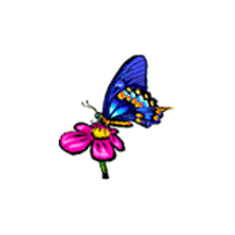 papillons-55.gif