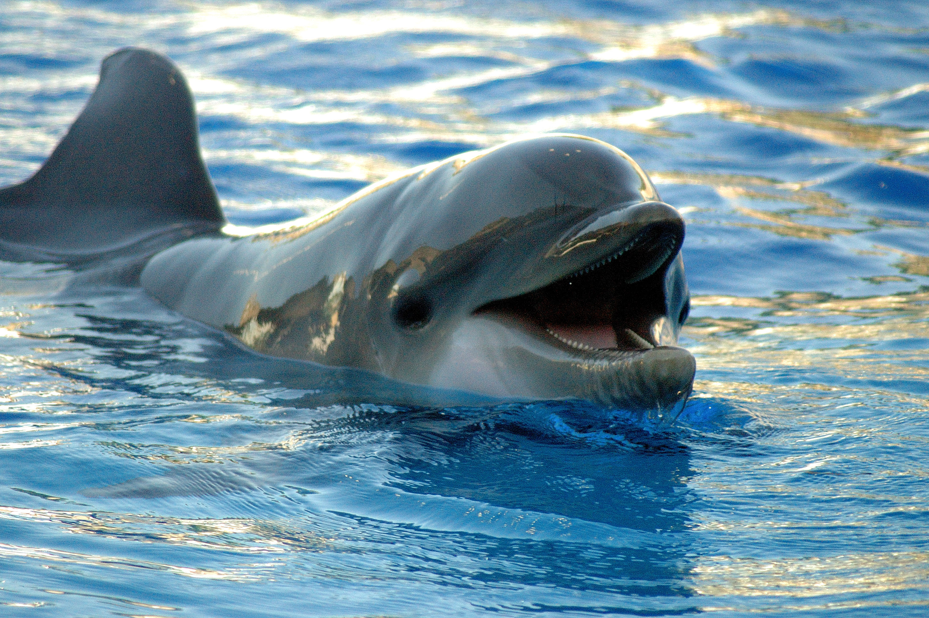 Delfin Photo dolphin-57.jpg Bestgraph.