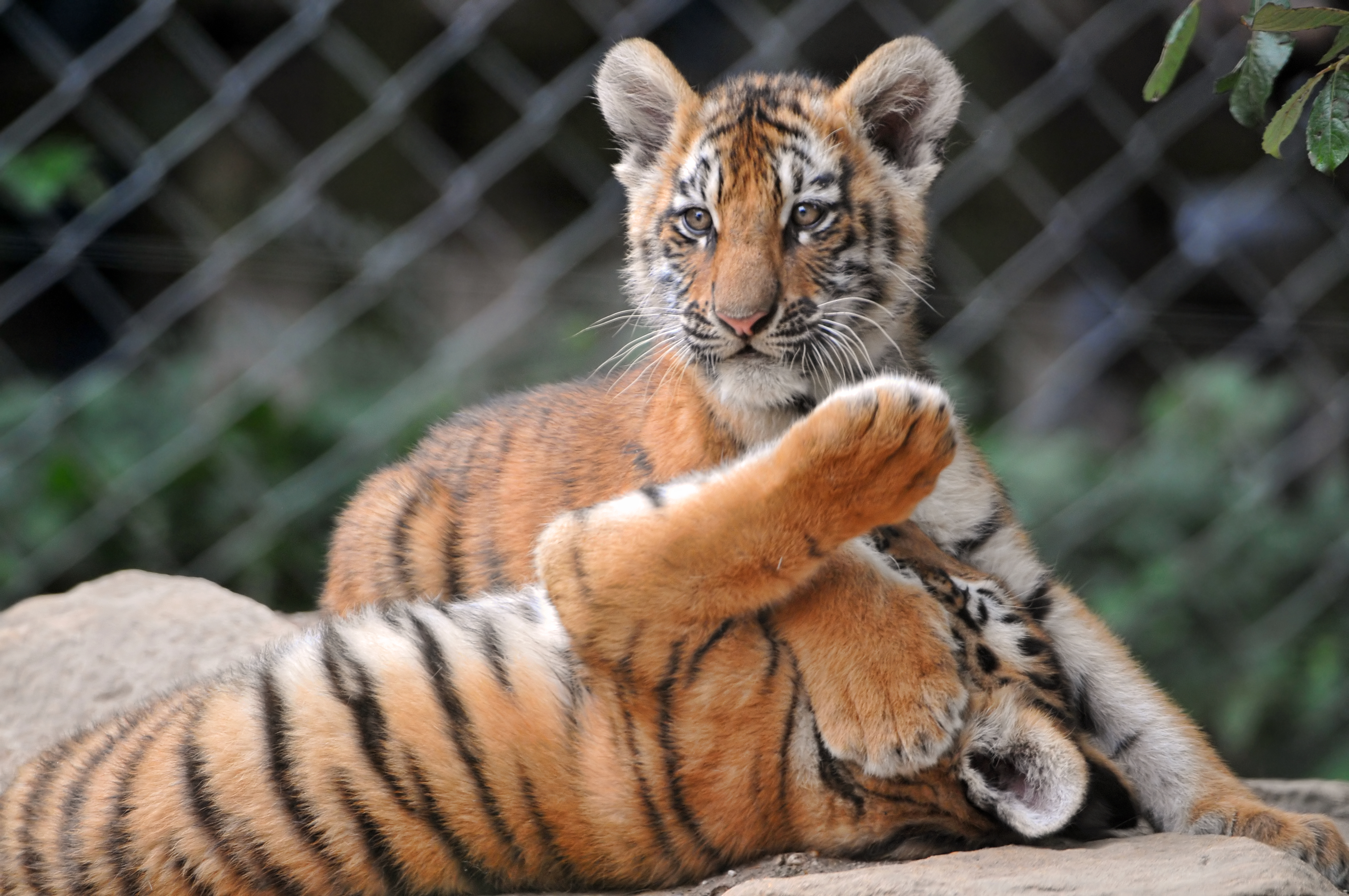 Pictures of a tiger cub