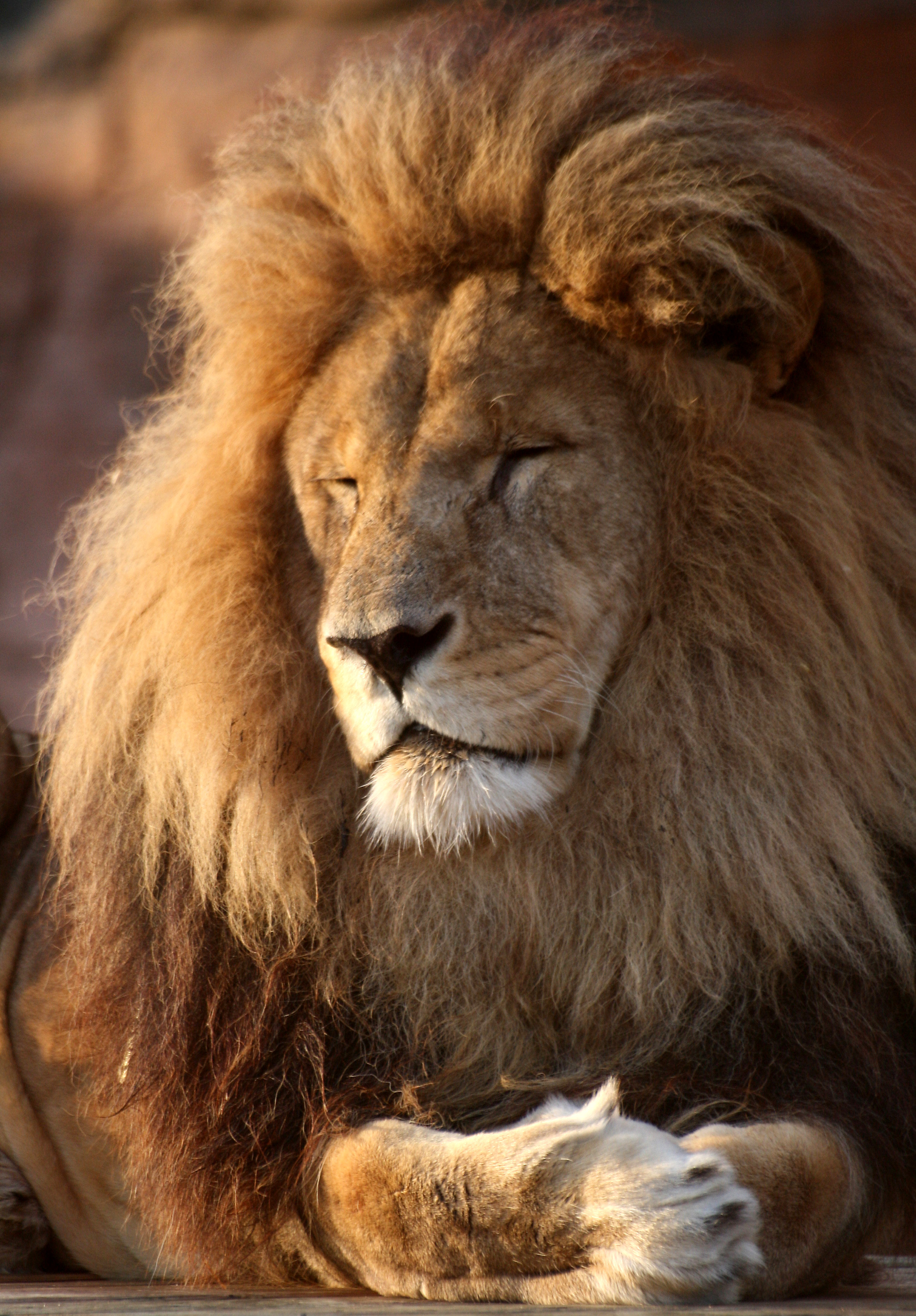 乌干达狮图片